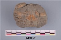 藏品(螃蟹)的圖片